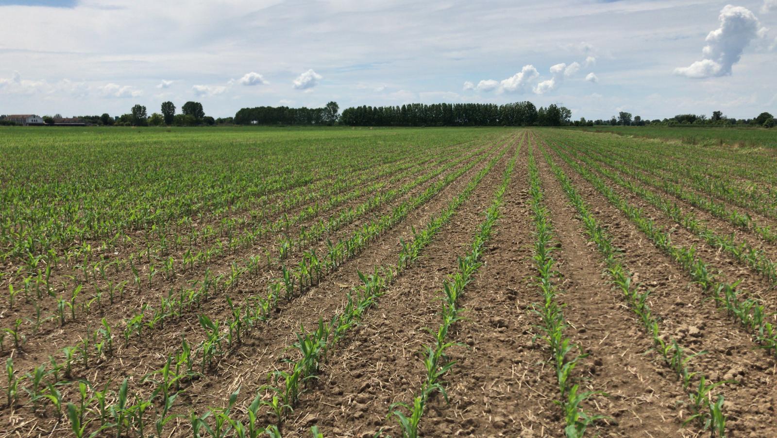 2020_06 - Prove di semina mais